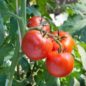 AGRO ENHANCER Mn