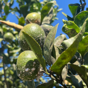 MICRO REMEDY AGRO
