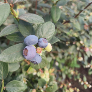 MICRO REMEDY AGRO