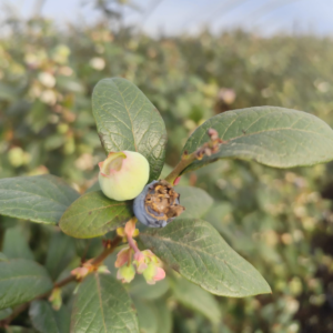 MICRO REMEDY AGRO