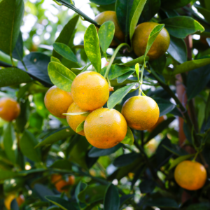 MICRO REMEDY AGRO